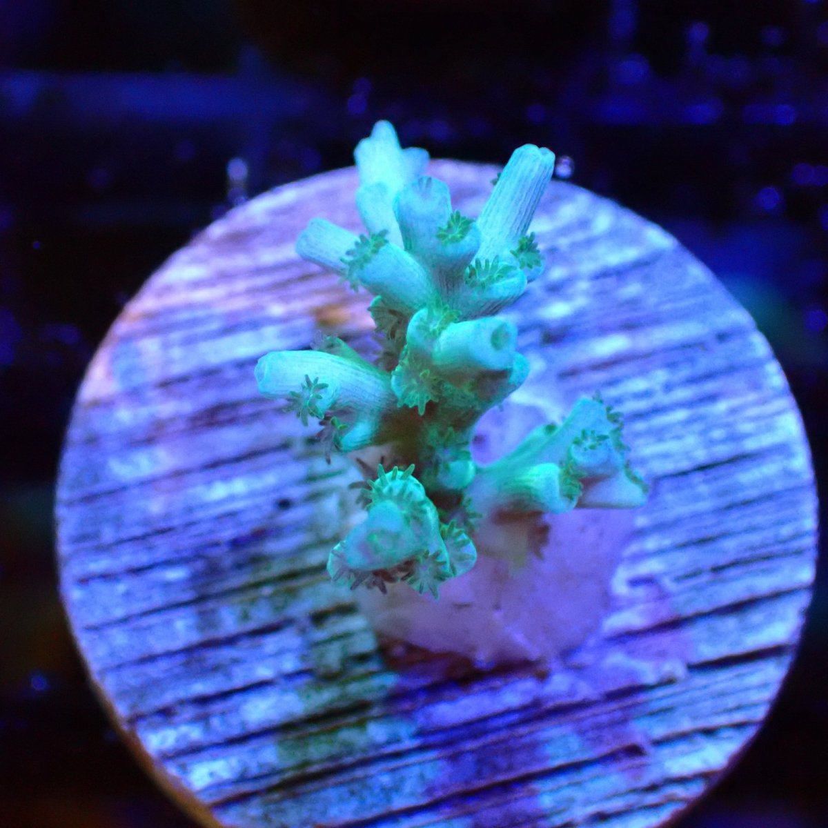 画像1: 【SALE】CE Acro Echinata Lime and Blue No.1 (1)