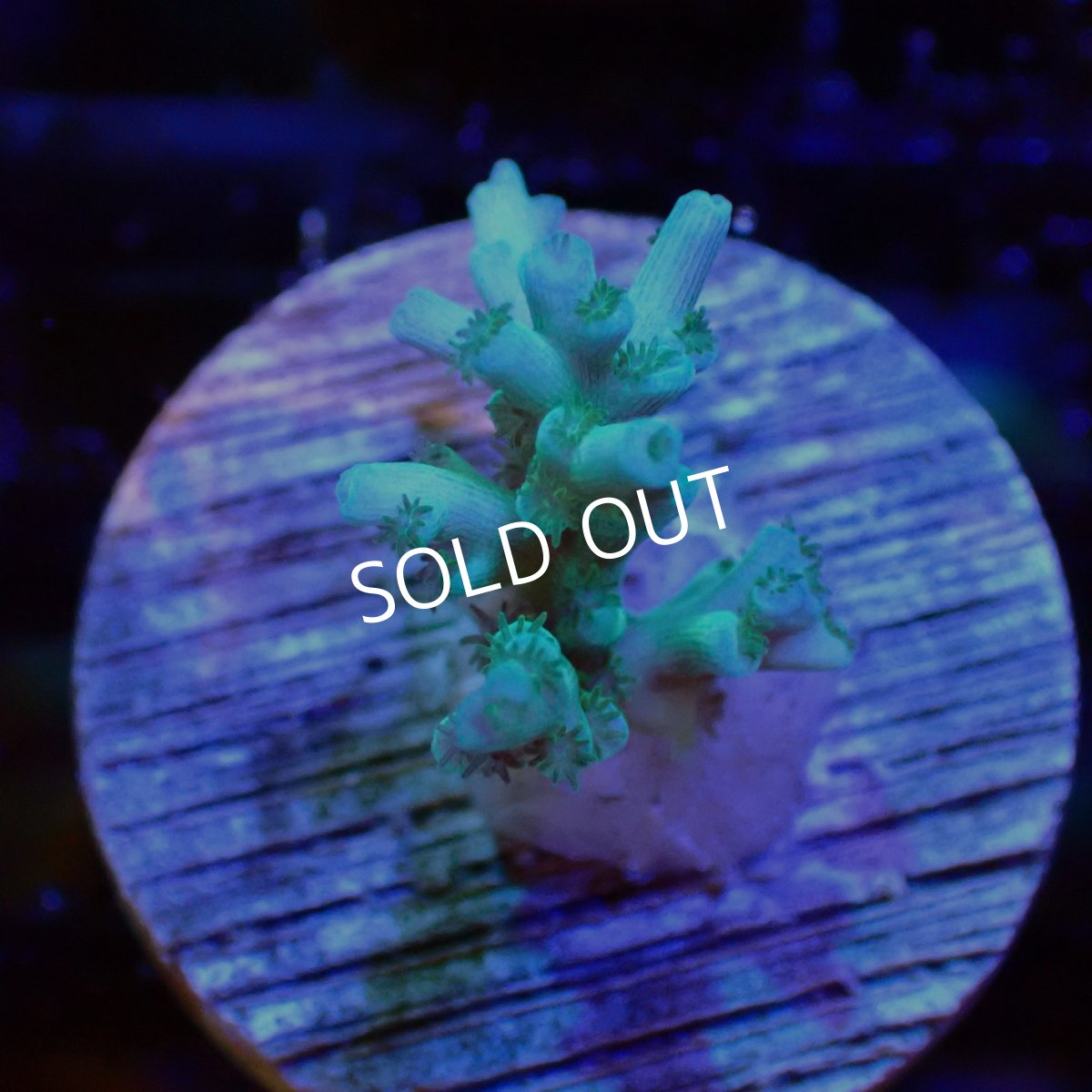 画像1: 【SALE】CE Acro Echinata Lime and Blue No.1 (1)