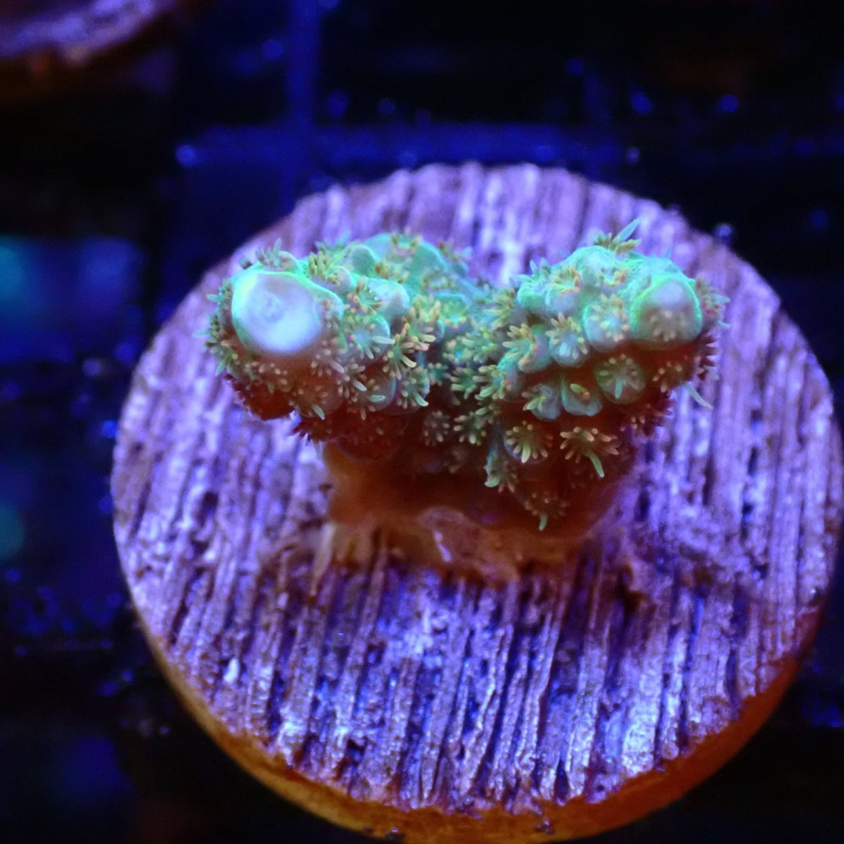 画像1: 【SALE】CE Acro Lemonade Spider No.2 (1)