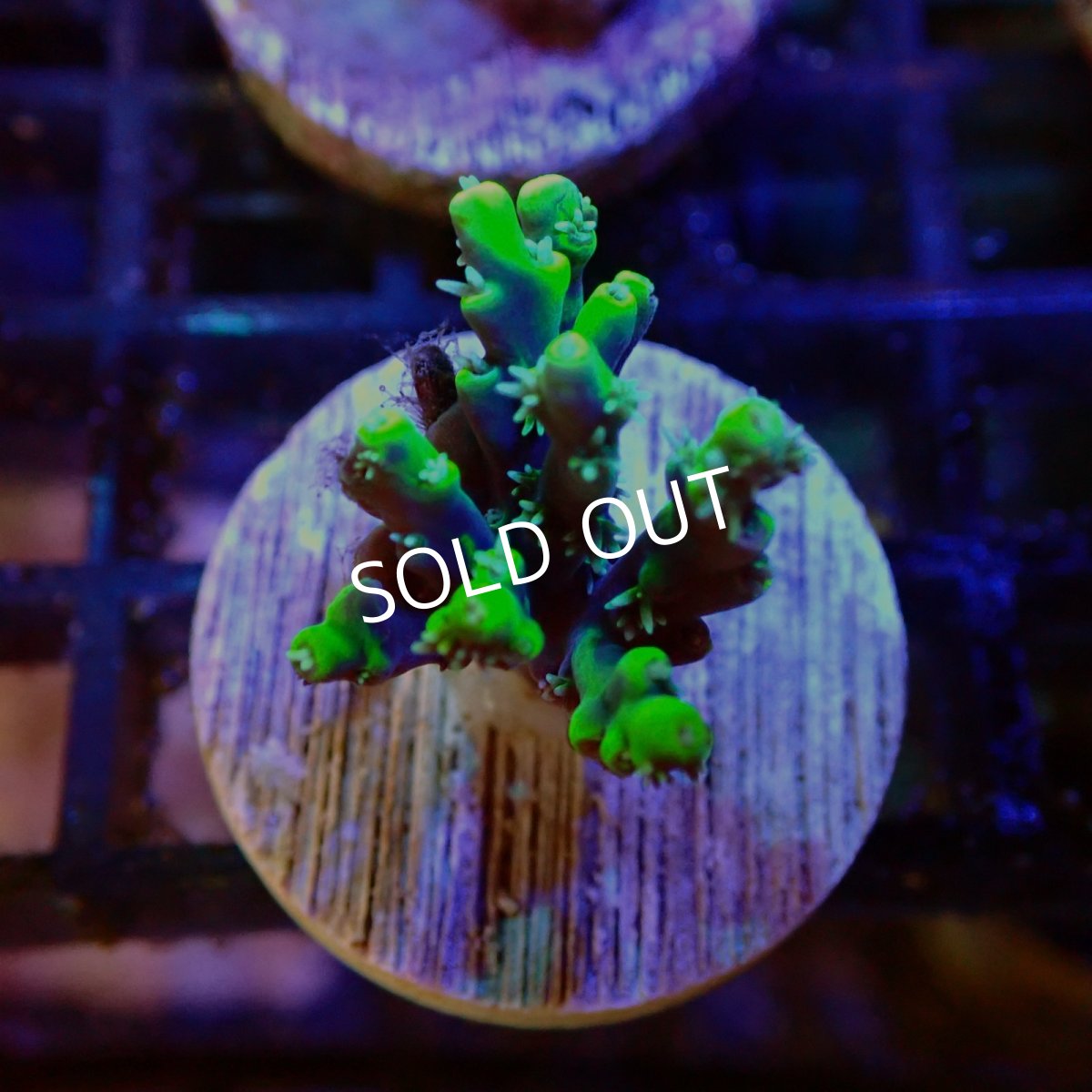 画像1: 【SALE】CE Acro  Aculeus Crystal  (1)