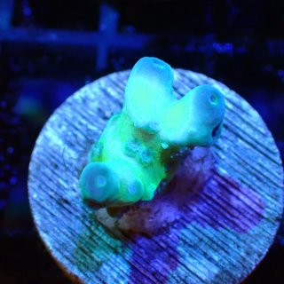 チンアナゴ チンアナゴ - 海水魚専門店 ceppo onlinestore