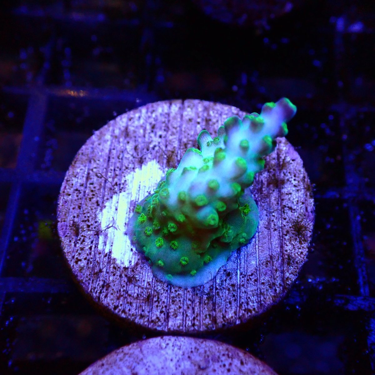 画像1: 【SALE】CE Acro Green Purple Meanie No.2 (1)
