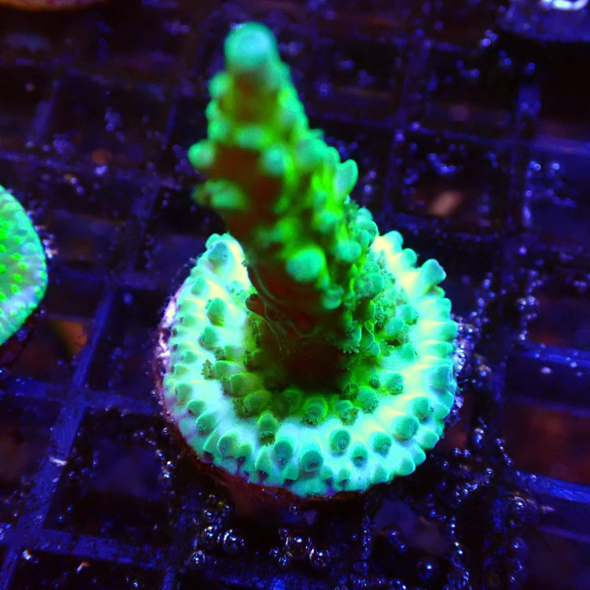 画像1: 【SALE】CE Acro  ICE Tortuosa (1)