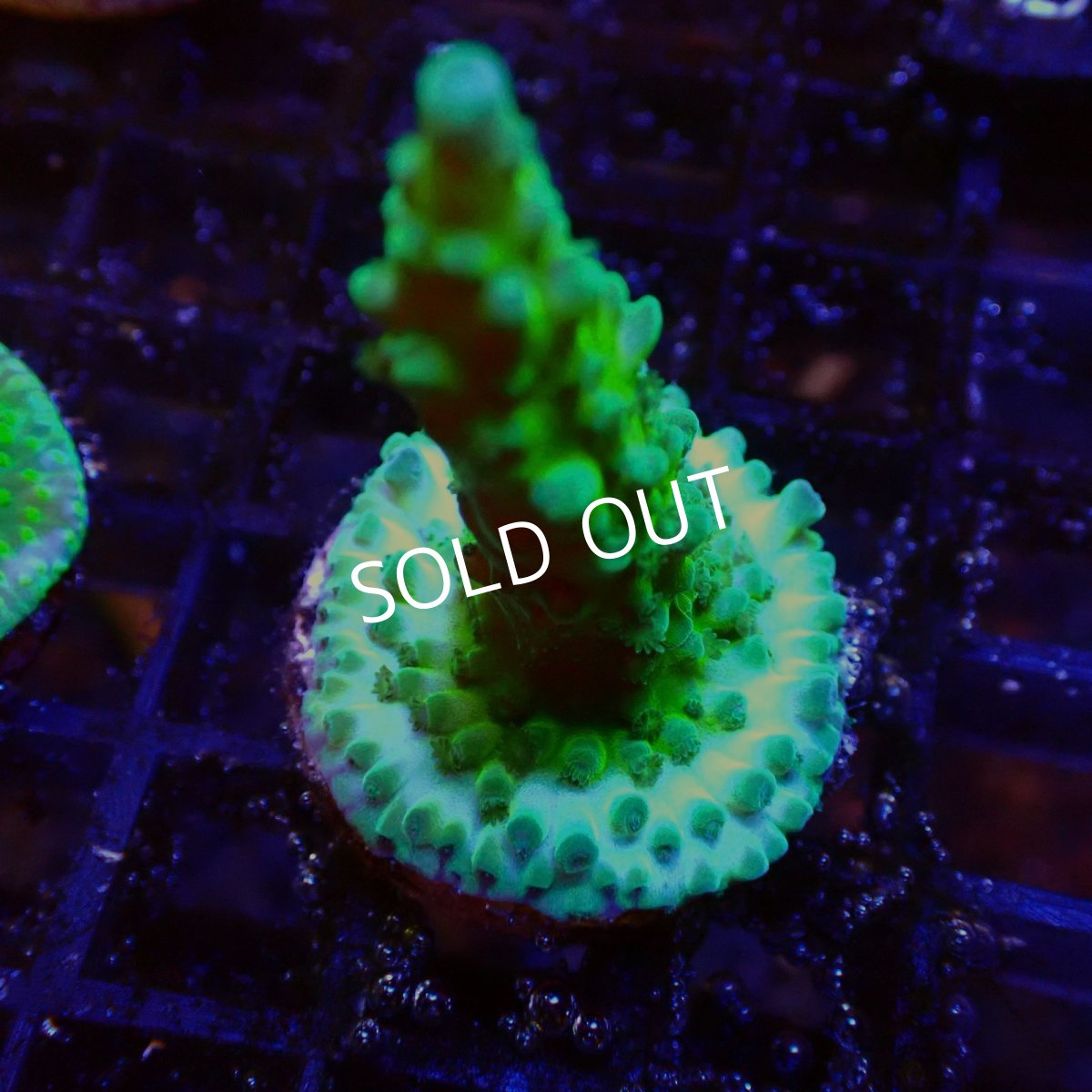 画像1: 【SALE】CE Acro  ICE Tortuosa (1)