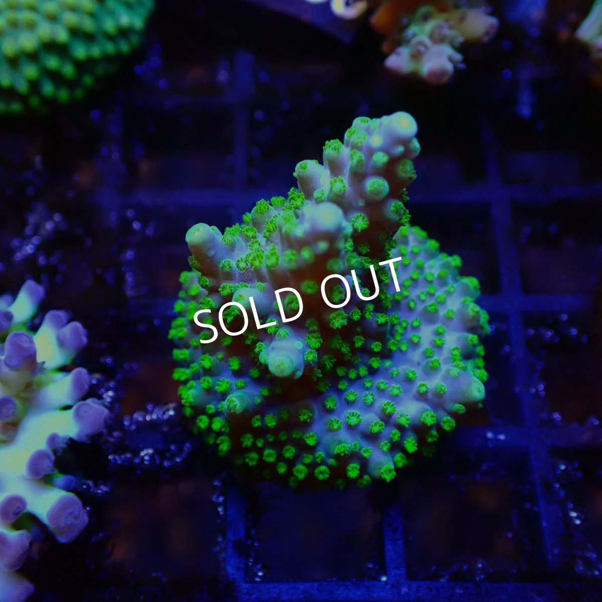 画像1: 【SALE】CE Acro Violet Crumble (1)