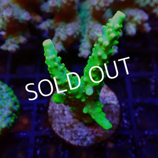 サンゴ＆イソギンチャク - 海水魚専門店 ceppo onlinestore (Page 2)