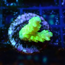 画像2: 【SALE】CE Acro  Tenuis Green (2)