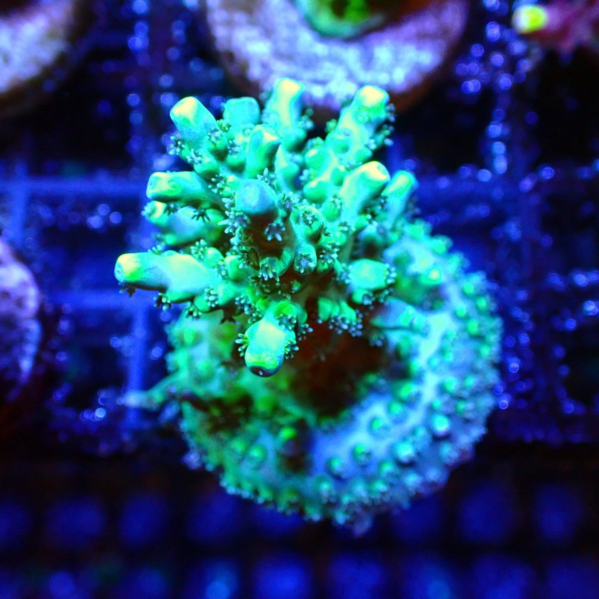 画像1: 【SALE】CE Acro  Carduus (1)