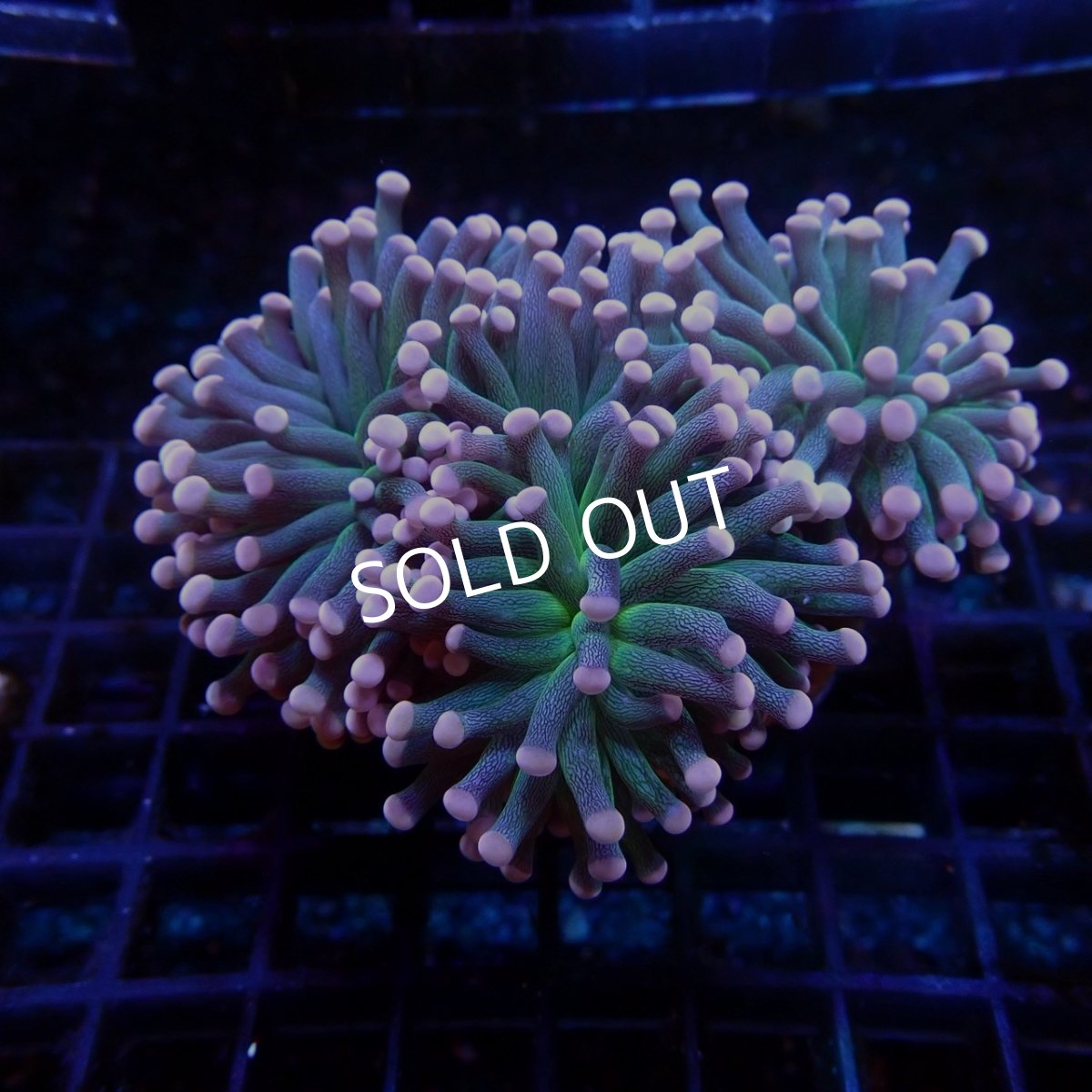 画像1:  CF ハナサンゴ No.6 (1)