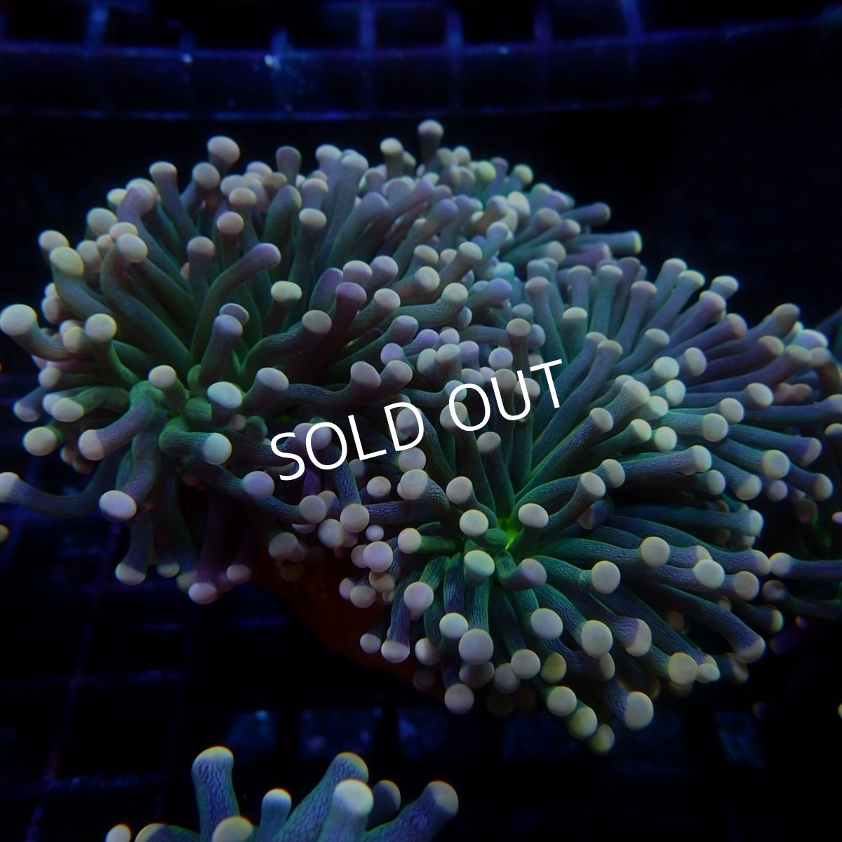 画像1:  CF ハナサンゴ　No.3 (1)