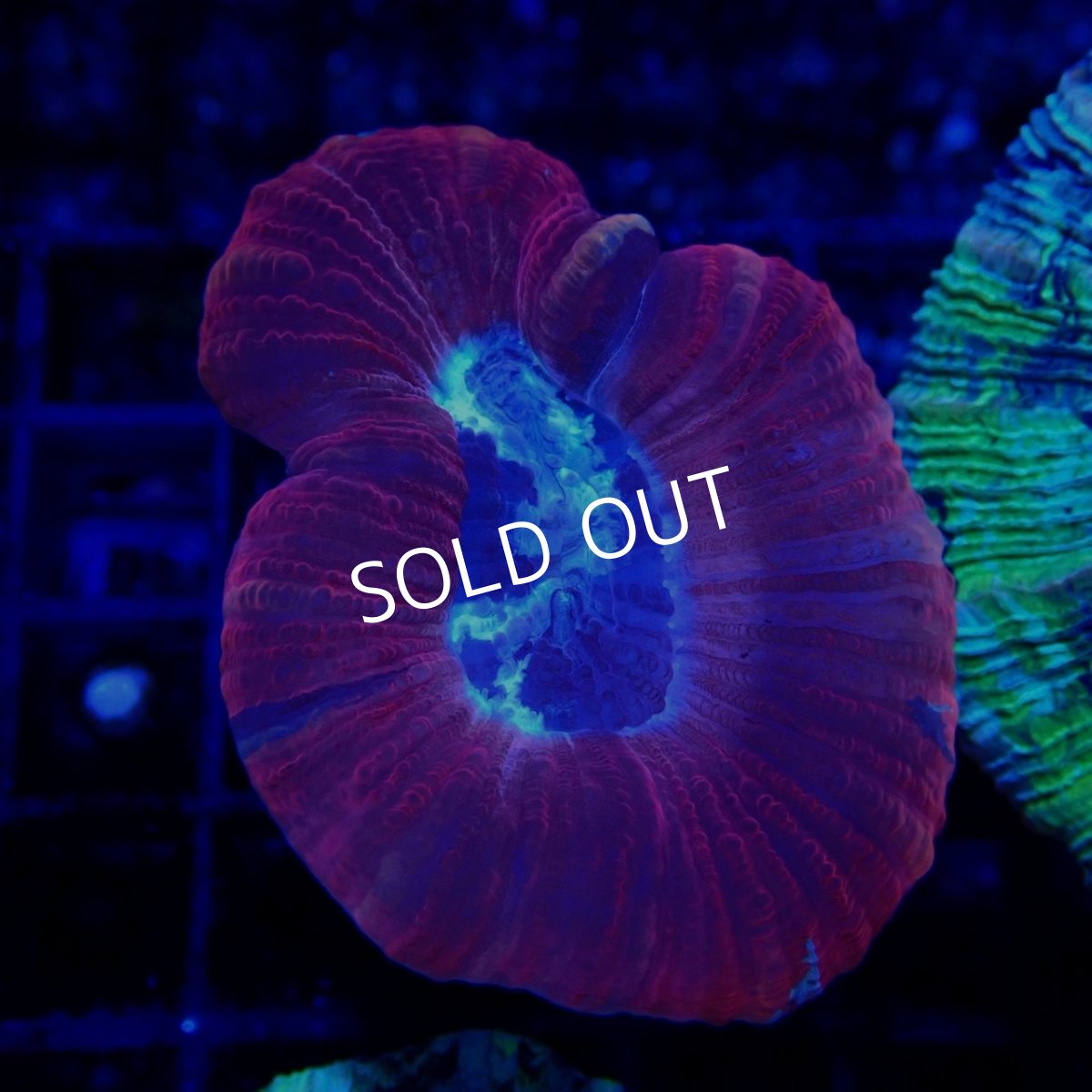 画像1:  ■SALE■CF オオバナサンゴ No.8 (1)