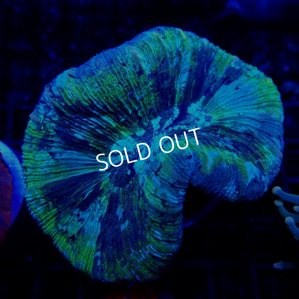 画像1:  ■SALE■CF オオバナサンゴ No.12 (1)