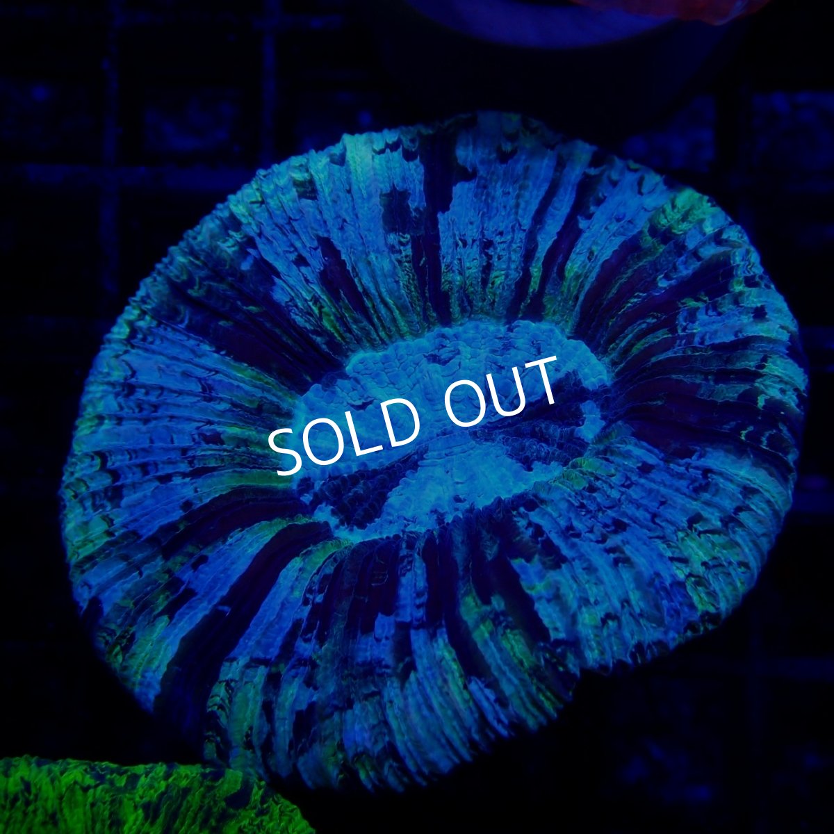 画像1:  ■SALE■CF オオバナサンゴ No.11 (1)