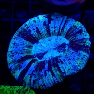 CF オオバナサンゴ No.11 - 海水魚専門店 ceppo onlinestore