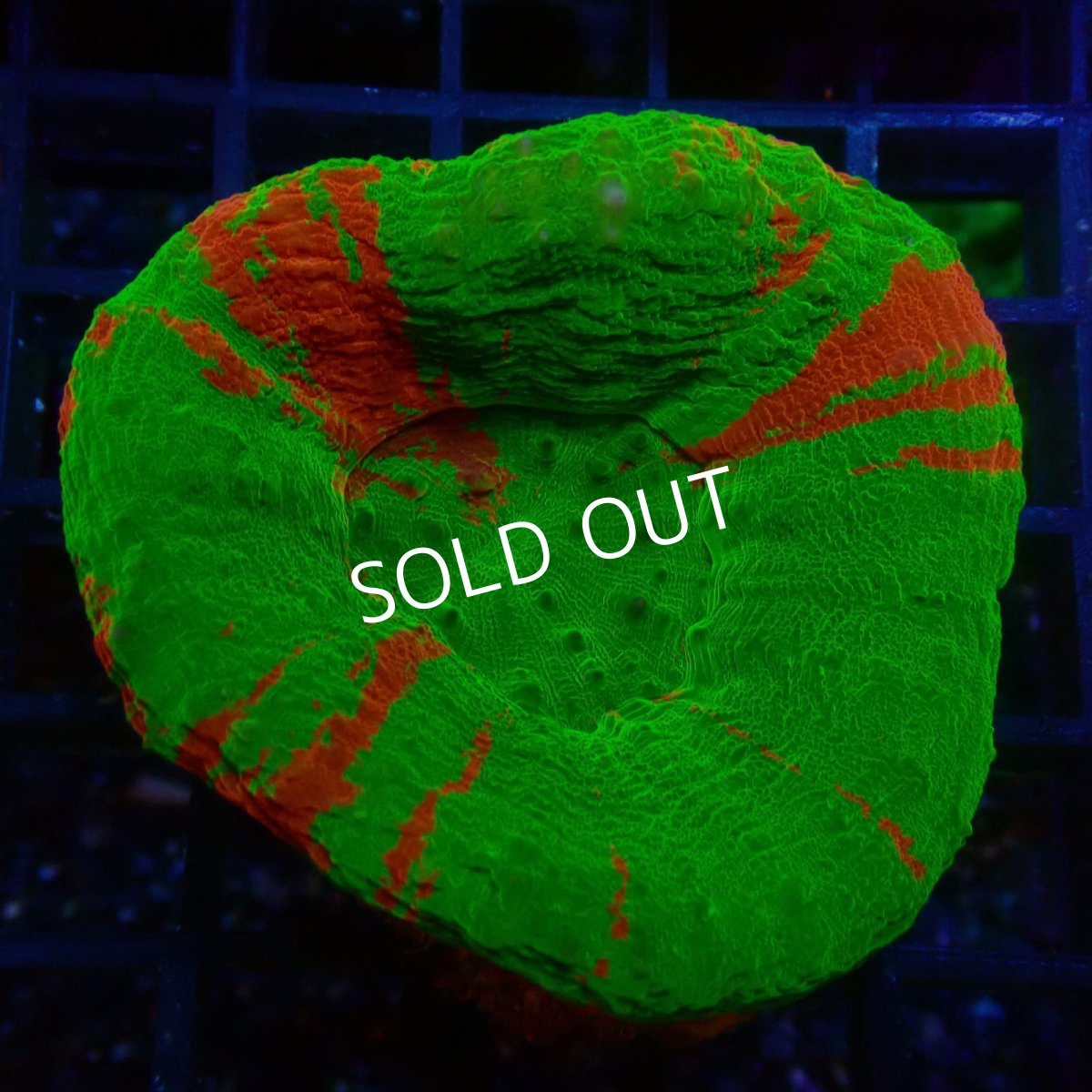 画像1: ■SALE■スコリミア  No.1 (1)