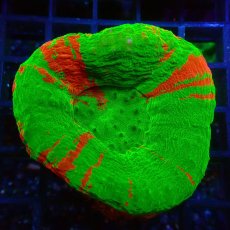 画像1: ■SALE■スコリミア  No.1 (1)