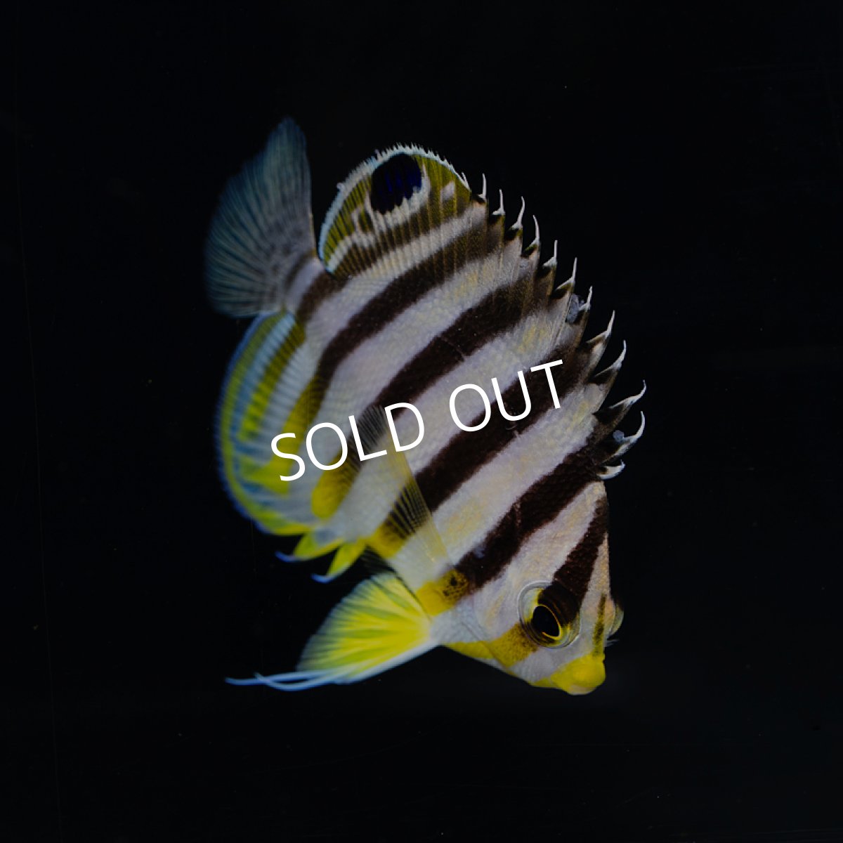 画像3: マーシャル・シマヤッコ S (3)