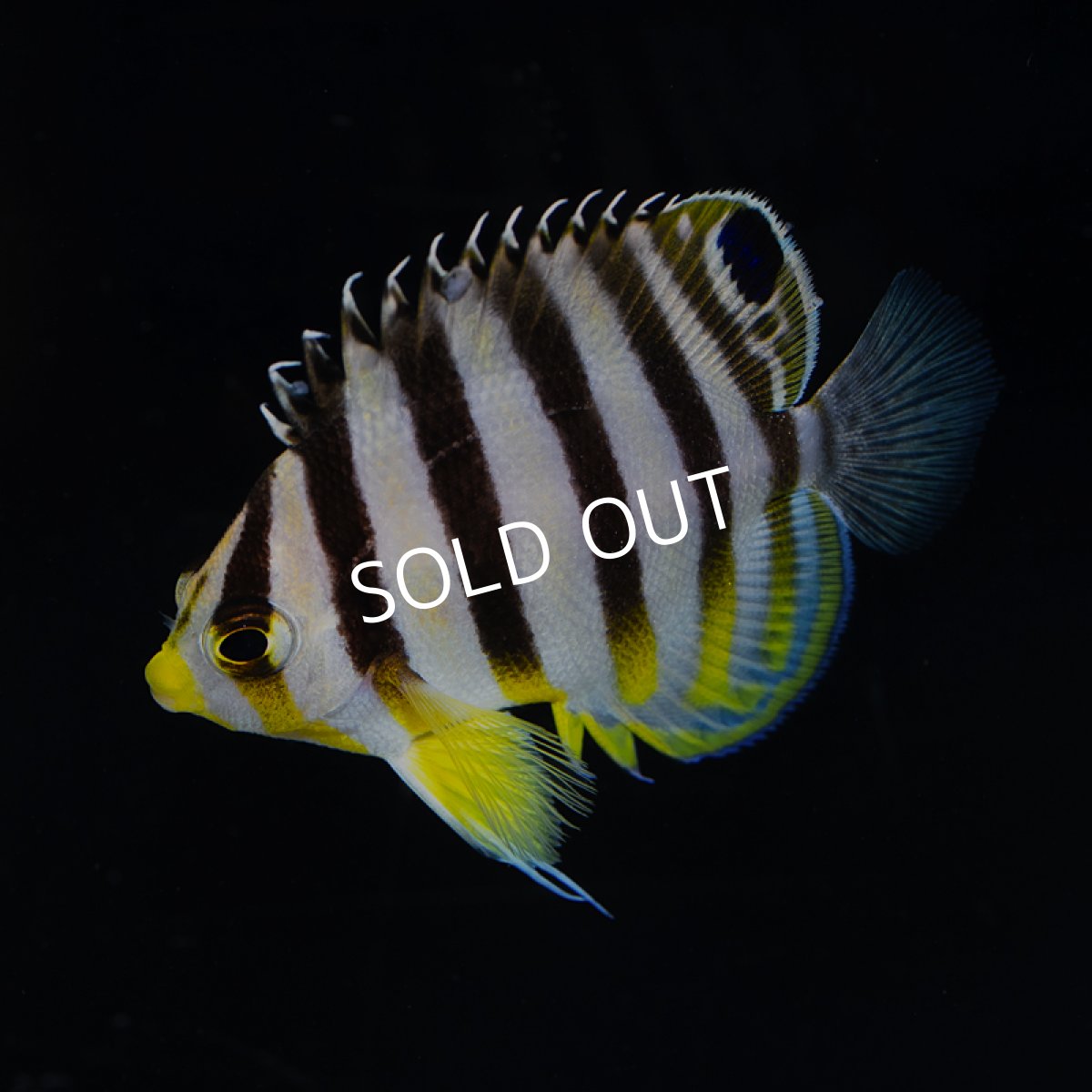 画像2: マーシャル・シマヤッコ S (2)