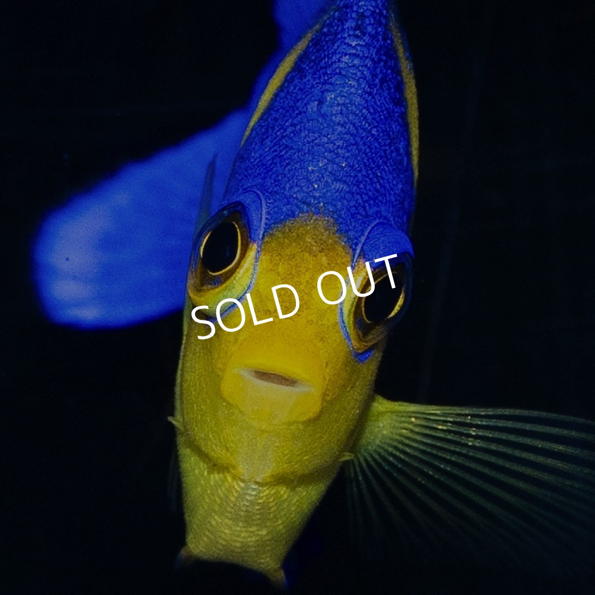 画像3: スミレヤッコ S 八重山産 (3)