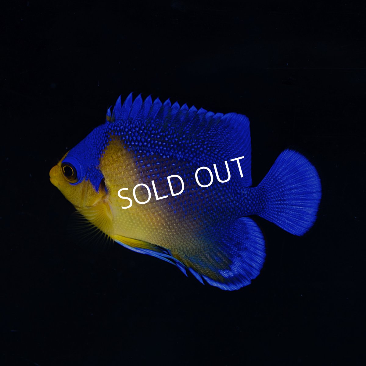 画像2: スミレヤッコ S 八重山産 (2)