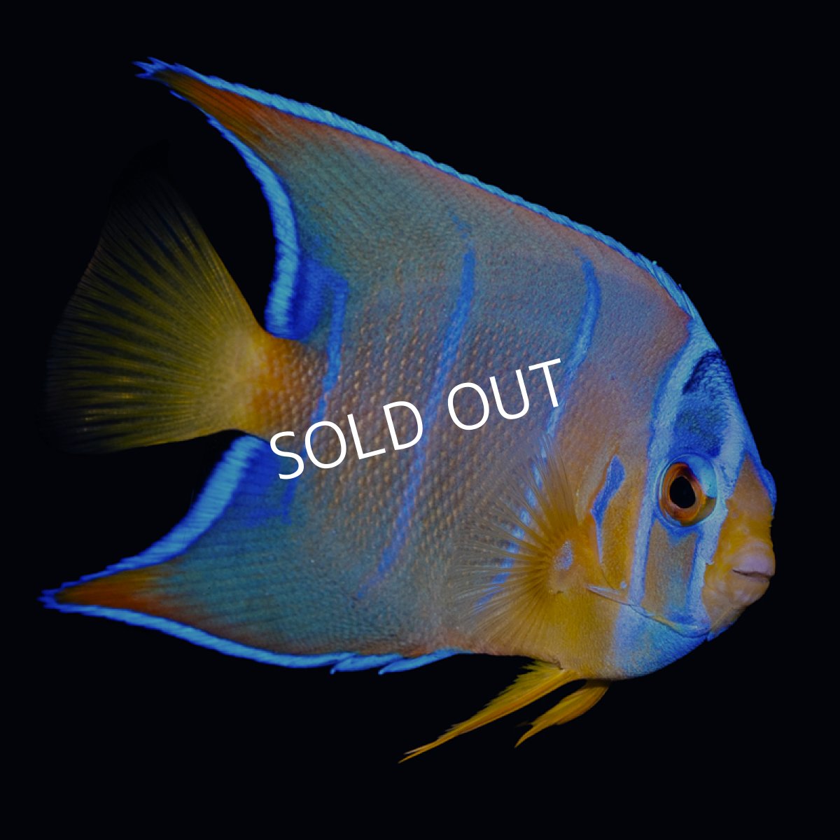 画像4: クイーンエンゼル M カリブ (4)