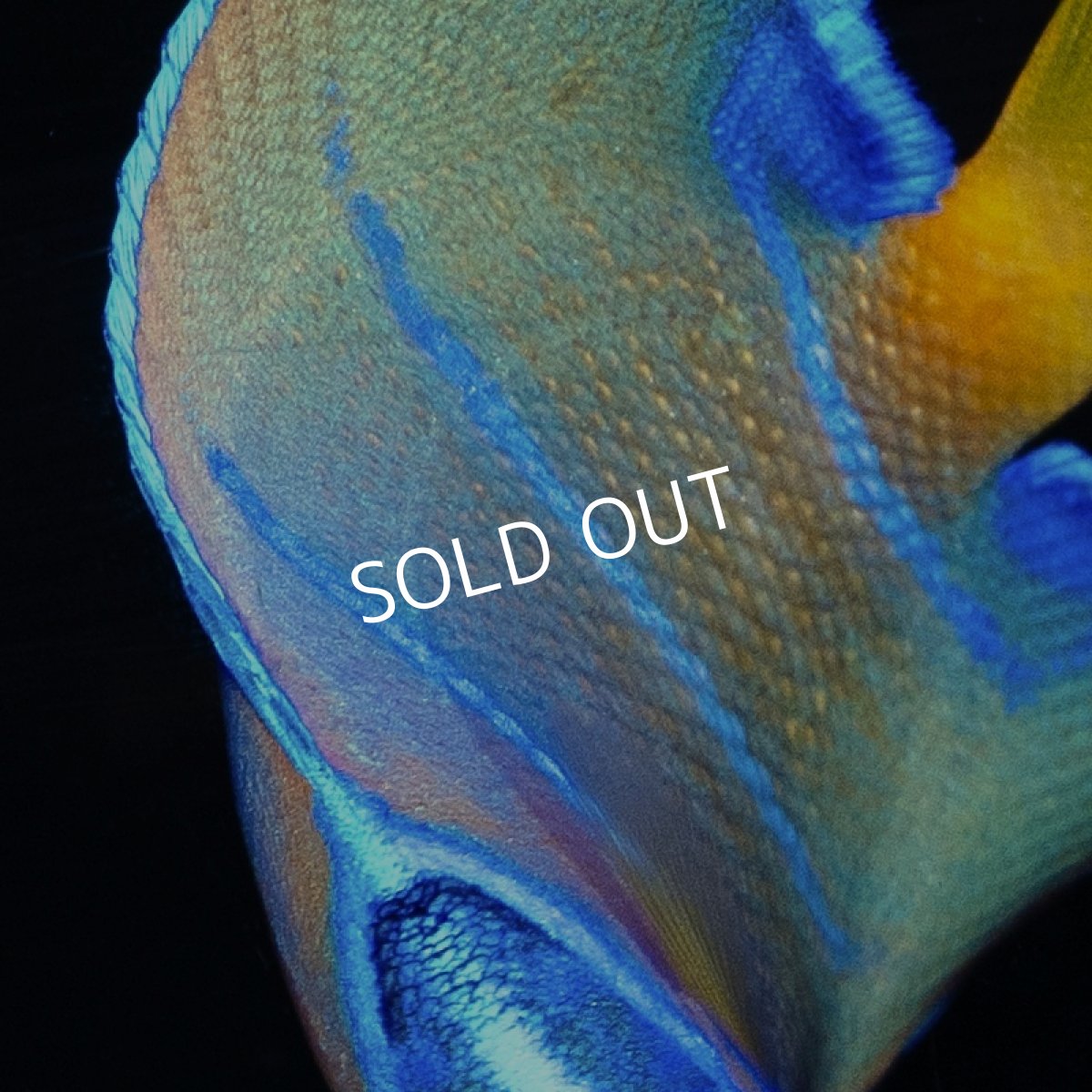 画像3: クイーンエンゼル M カリブ (3)