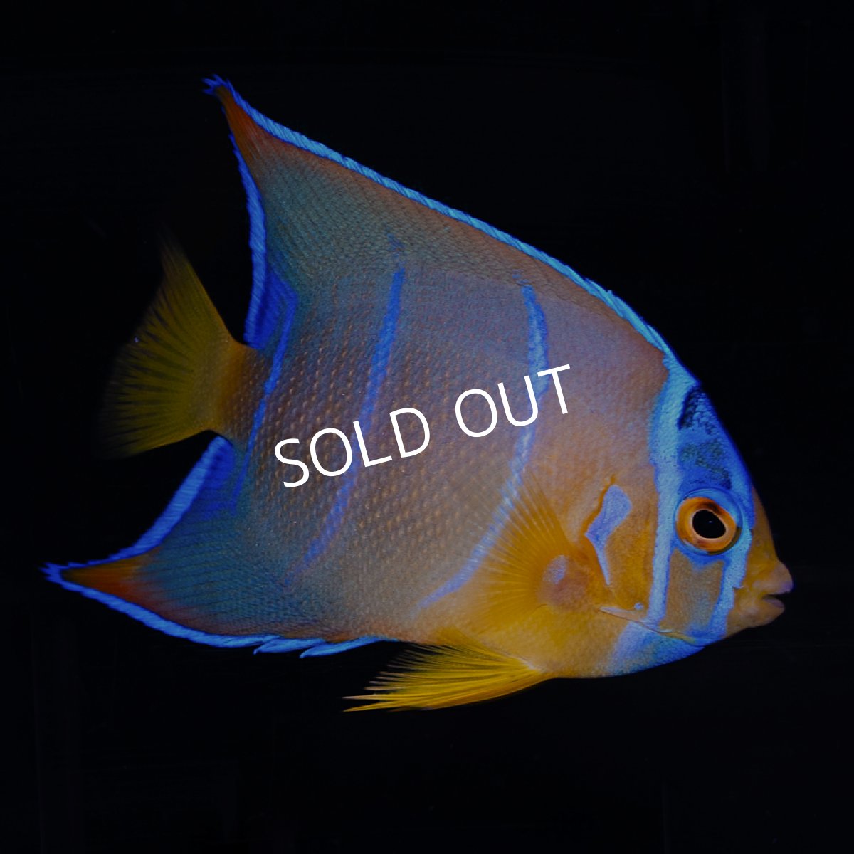 画像2: クイーンエンゼル M カリブ (2)