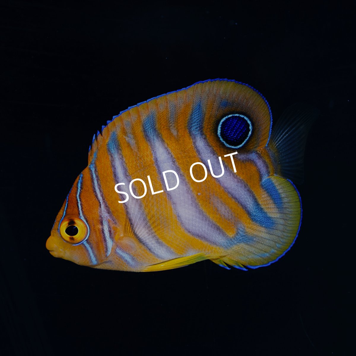 画像2: ニシキヤッコ  八重山産　 (2)