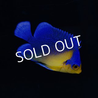 海水魚用品 cote 海水魚・ハタ】サラサハタ(S〜SMサイズ）(1匹)±5〜8cm(サンプル