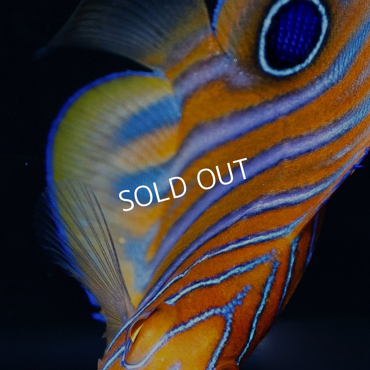 画像3: ニシキヤッコ  八重山産　 (3)