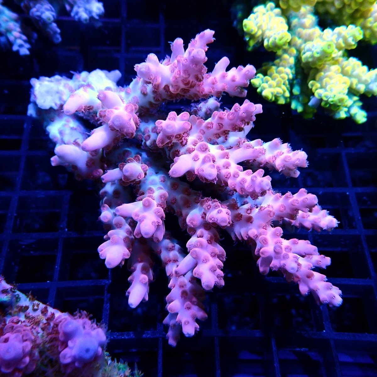 画像1: CF Acropora  sp. No.44 (1)