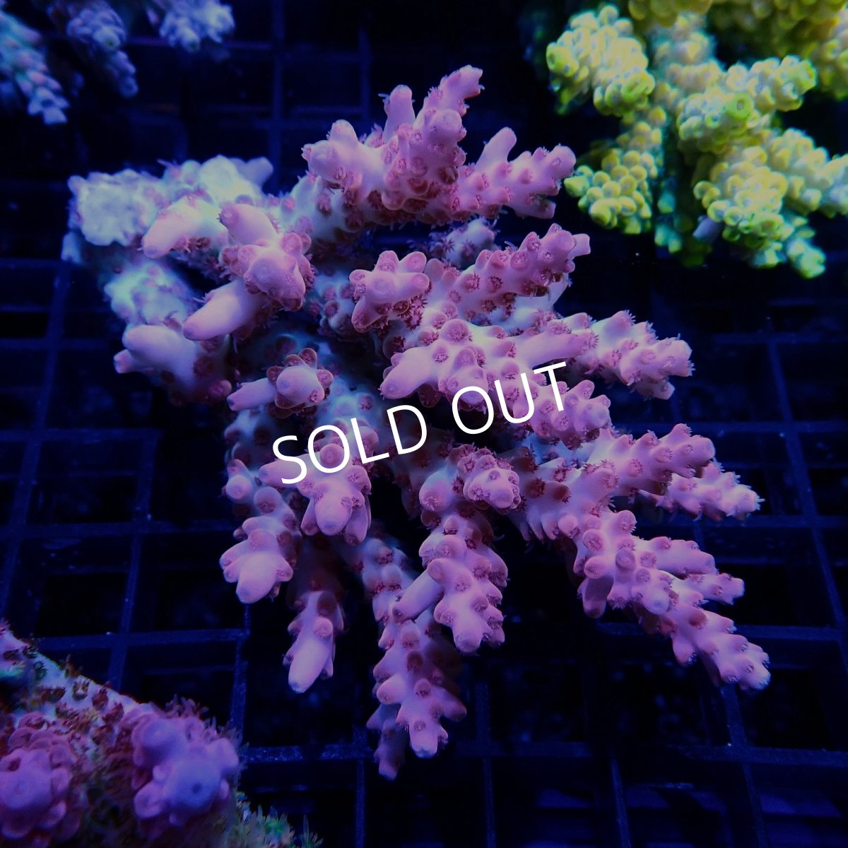 画像1: CF Acropora  sp. No.44 (1)