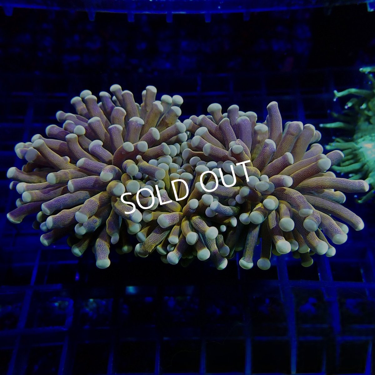 画像1:  CF 24K Gold Touch Green Center  (1)