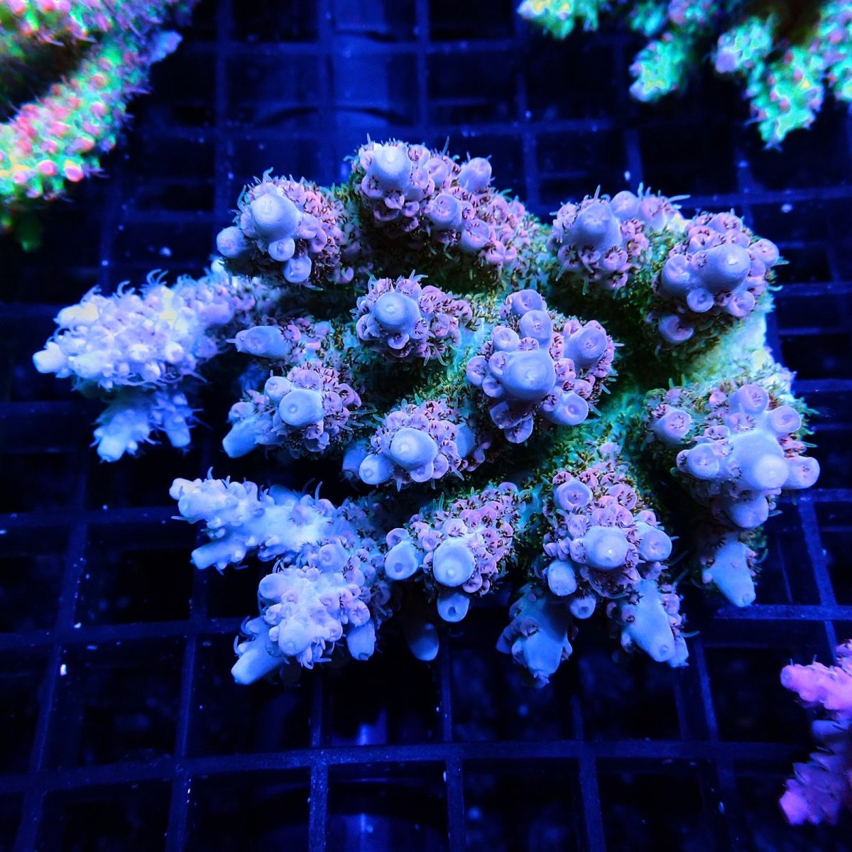 画像1: CF Acropora  sp. No.49 (1)