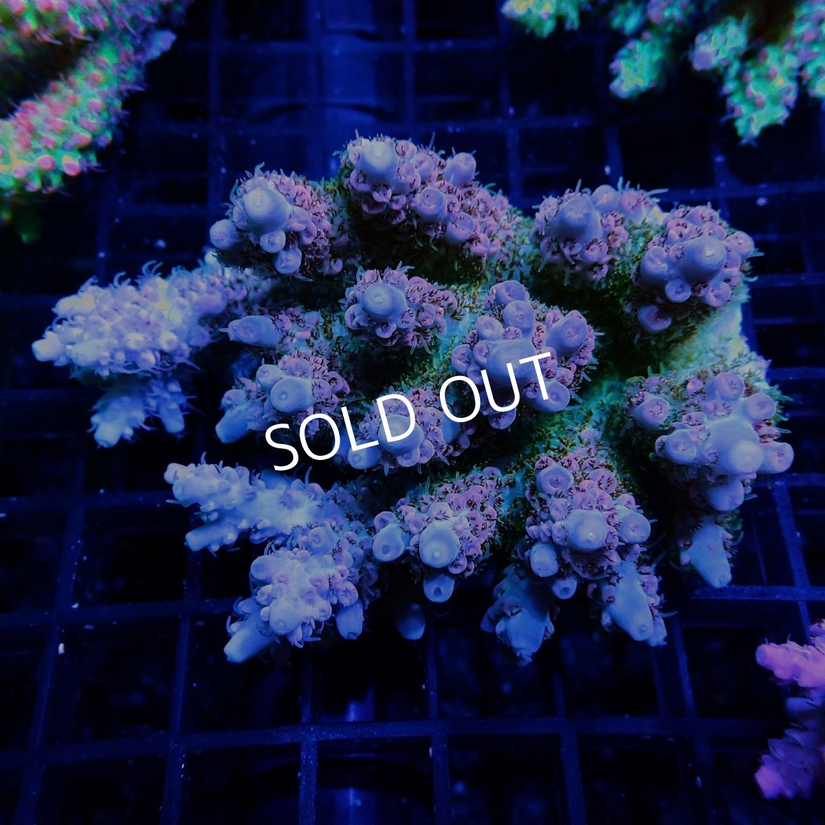 画像1: CF Acropora  sp. No.49 (1)