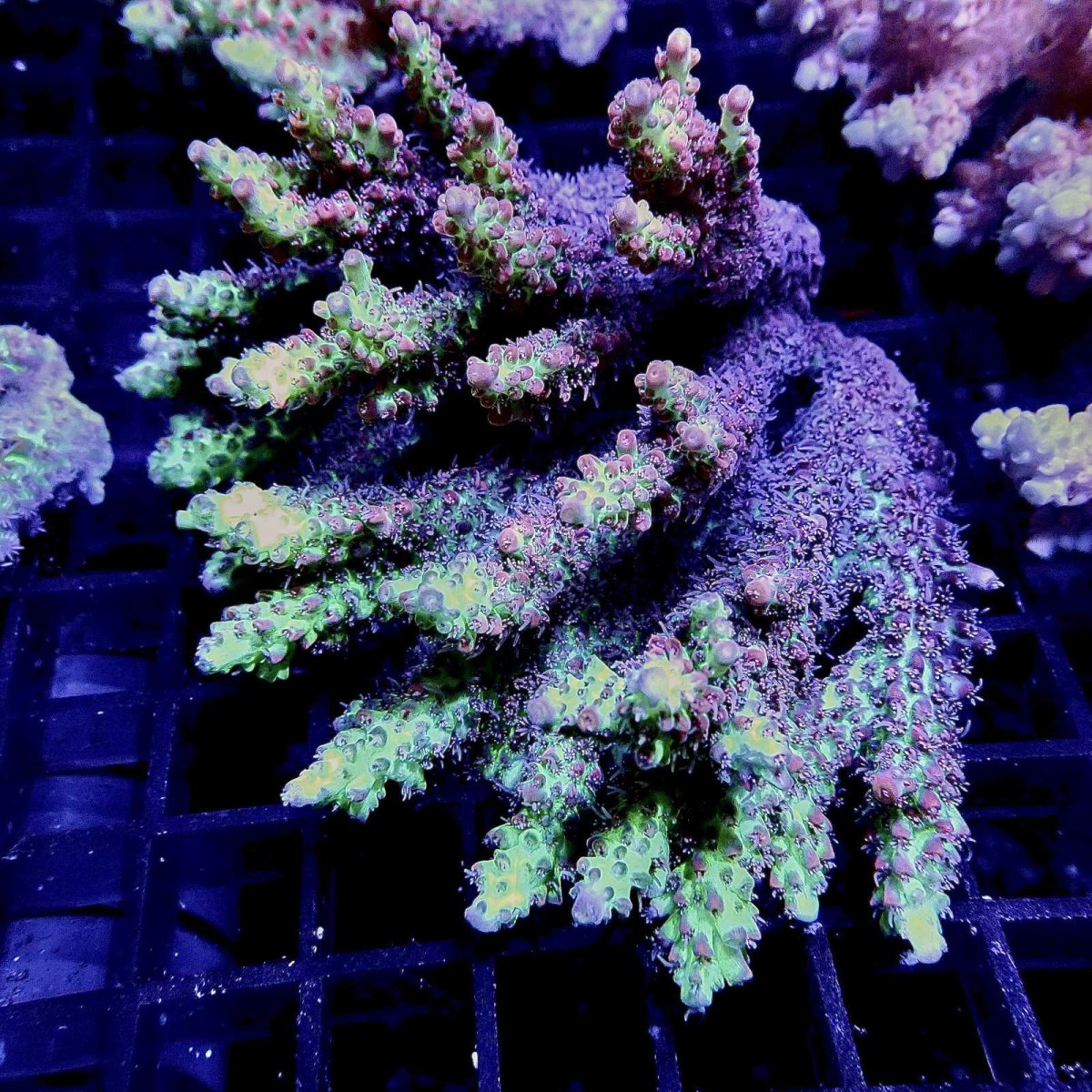 画像1: CF Acropora  sp. No.40 SSC (1)