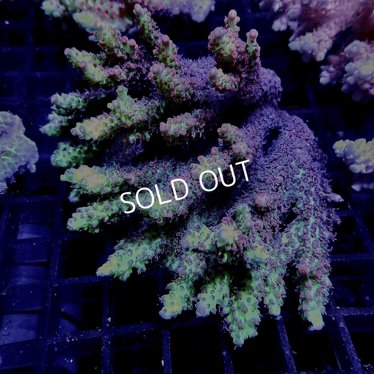 画像1: CF Acropora  sp. No.40 SSC (1)