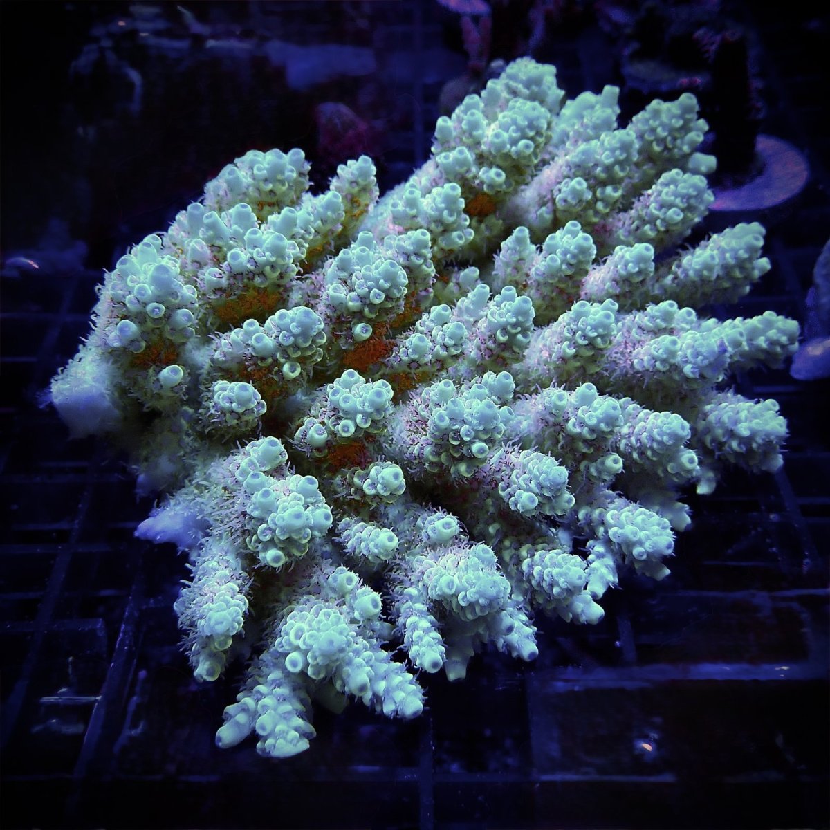 画像1: CF Acropora  sp. No.54 Aussie PIKACHU (1)