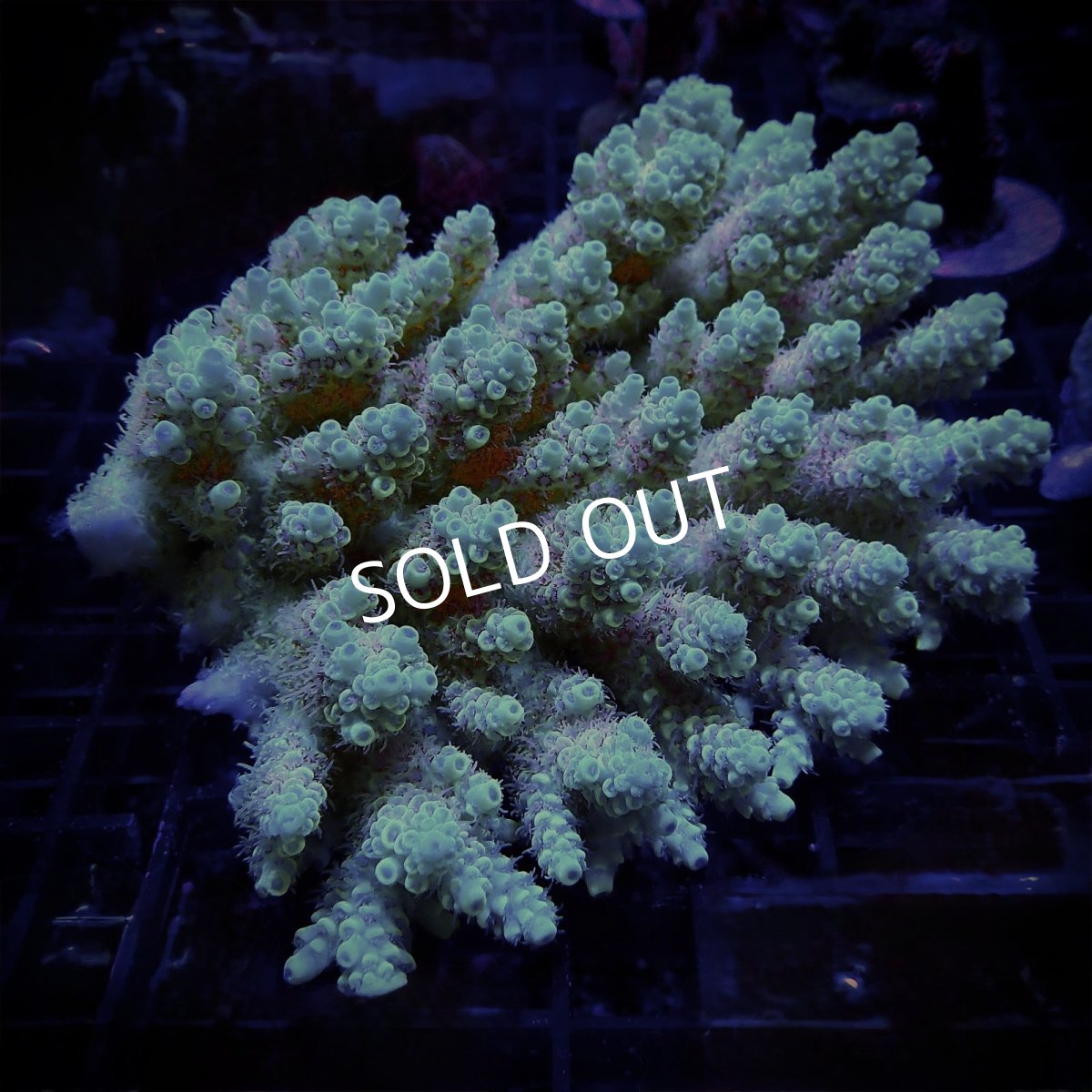 画像1: CF Acropora  sp. No.54 Aussie PIKACHU (1)