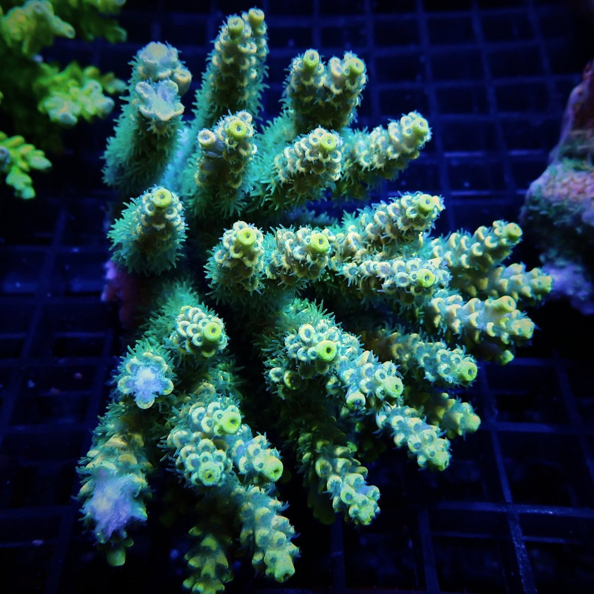 画像1: CF Acropora  sp. No.45 (1)