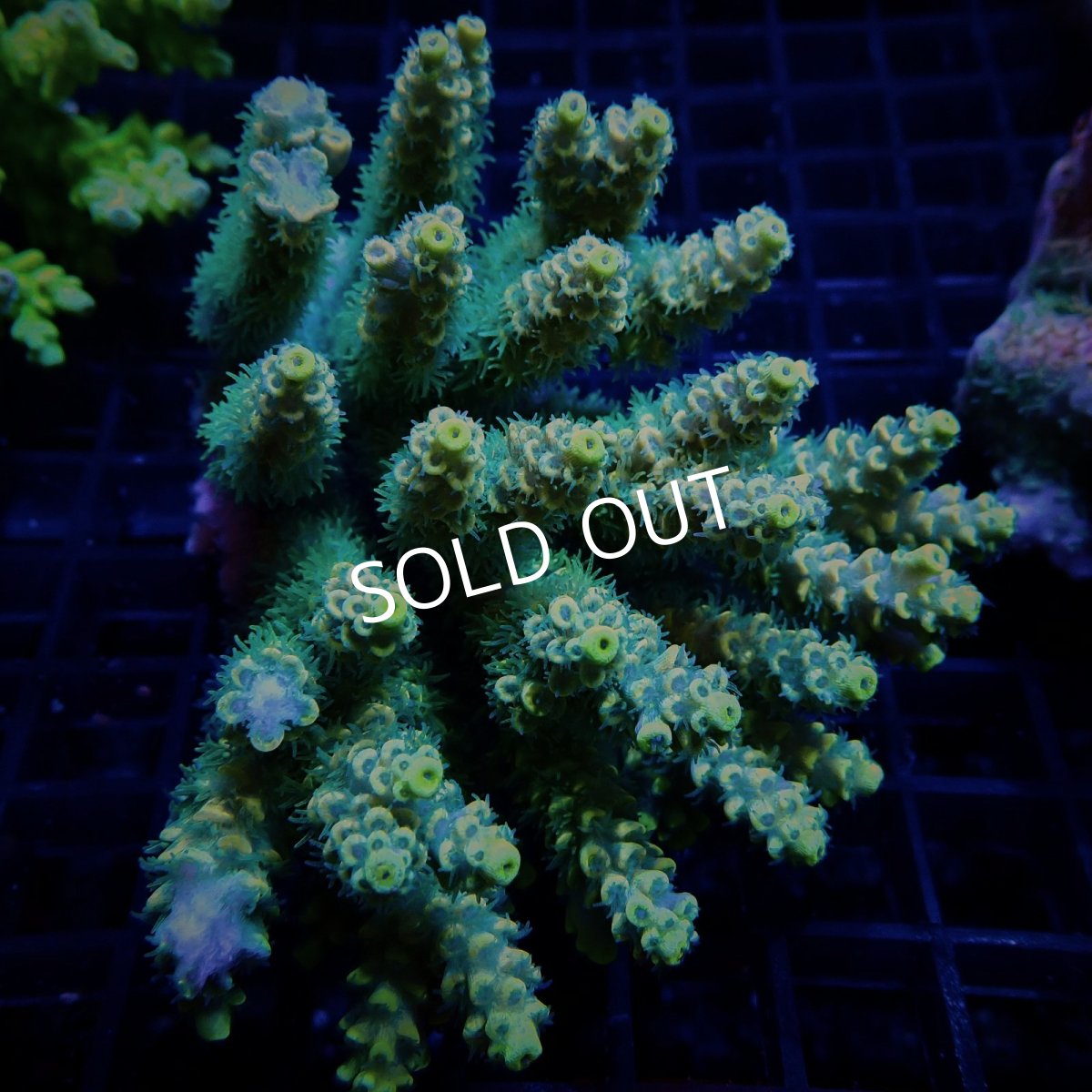 画像1: CF Acropora  sp. No.45 (1)