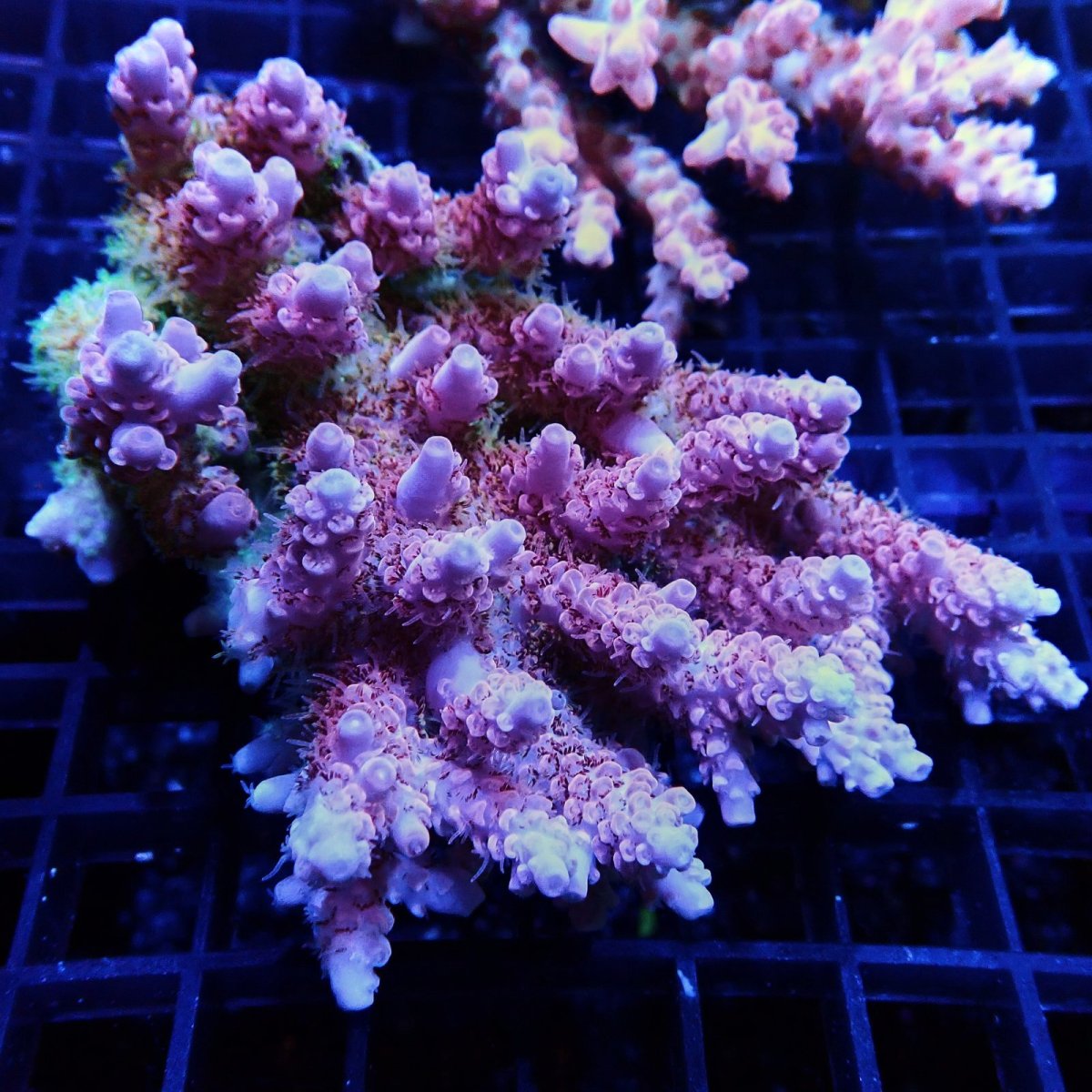 画像1: CF Acropora  sp. No.51 (1)