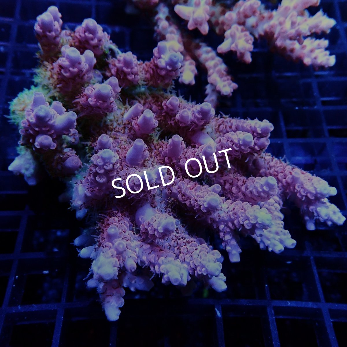 画像1: ■SALE■CF Acropora  sp. No.51 (1)