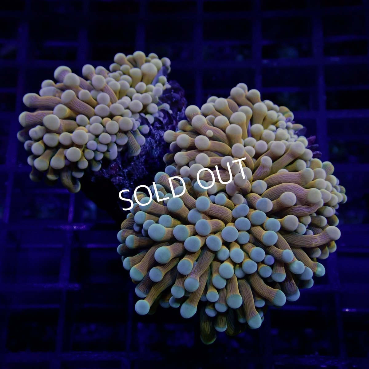 画像2:  CF 24K Gold Touch Duo Tip Green Center  (2)