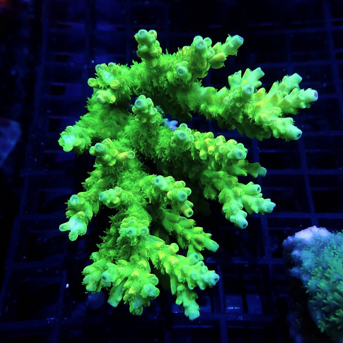 画像1: CF Acropora  sp. No.46 (1)