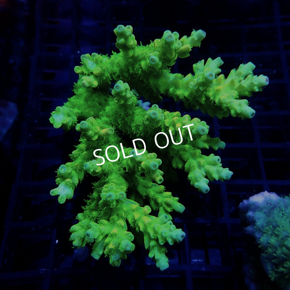 画像1: CF Acropora  sp. No.46 (1)