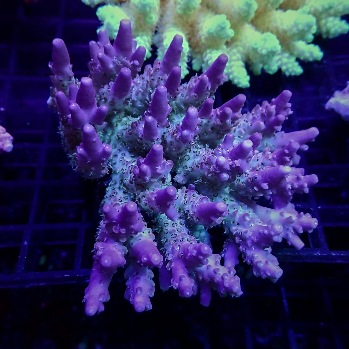 画像1: CF Acropora  sp. No.48 (1)