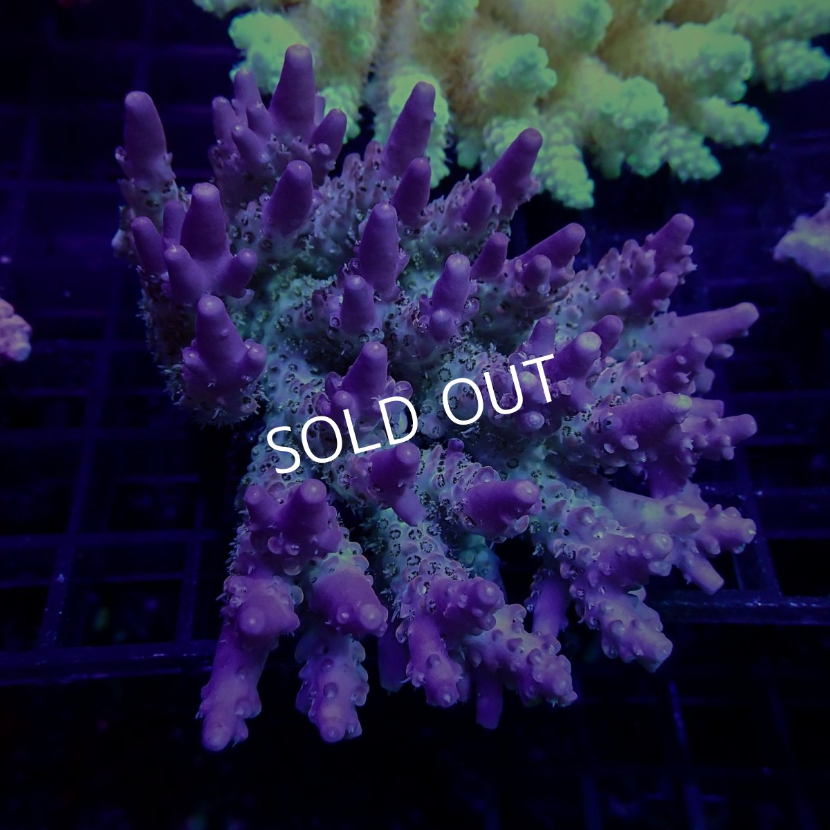 画像1: CF Acropora  sp. No.48 (1)