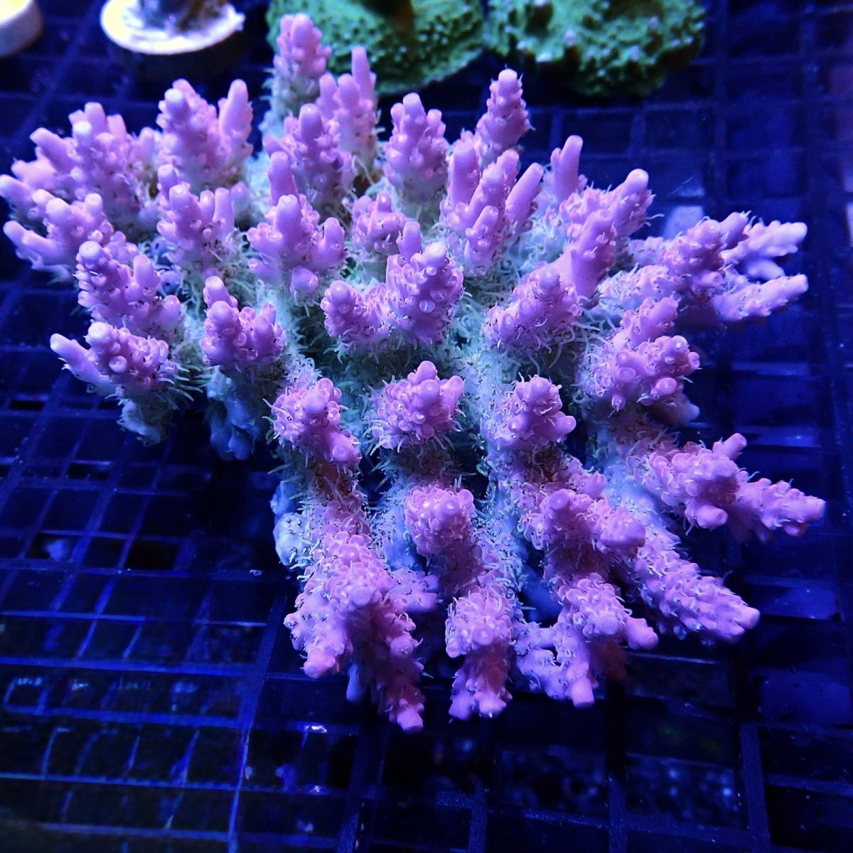 画像1: CF Acropora  sp. No.50 (1)
