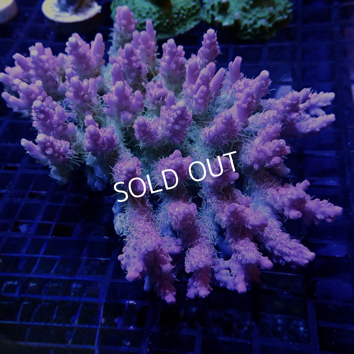 画像1: CF Acropora  sp. No.50 (1)